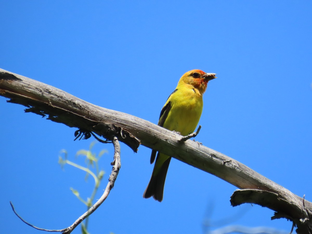 Western Tanager - ML621213961