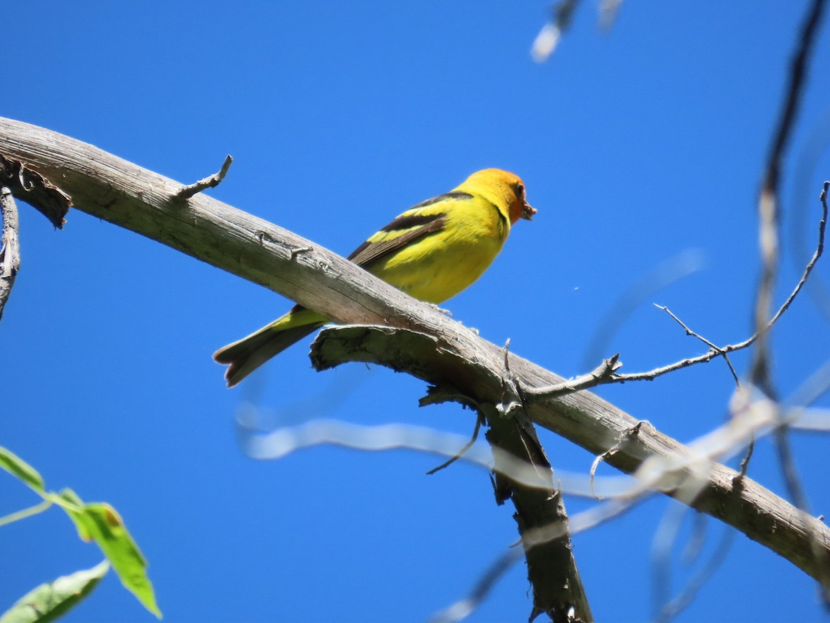 Western Tanager - ML621213962