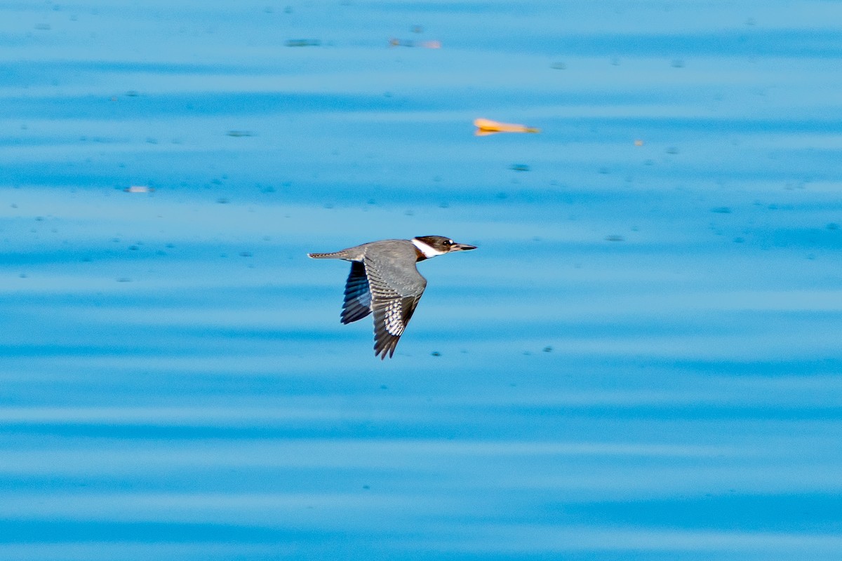 Belted Kingfisher - ML621213965