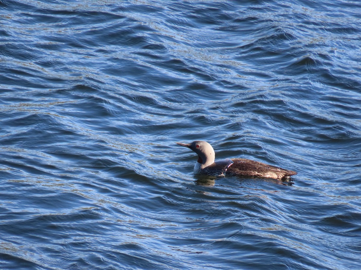 Red-throated Loon - ML621213968