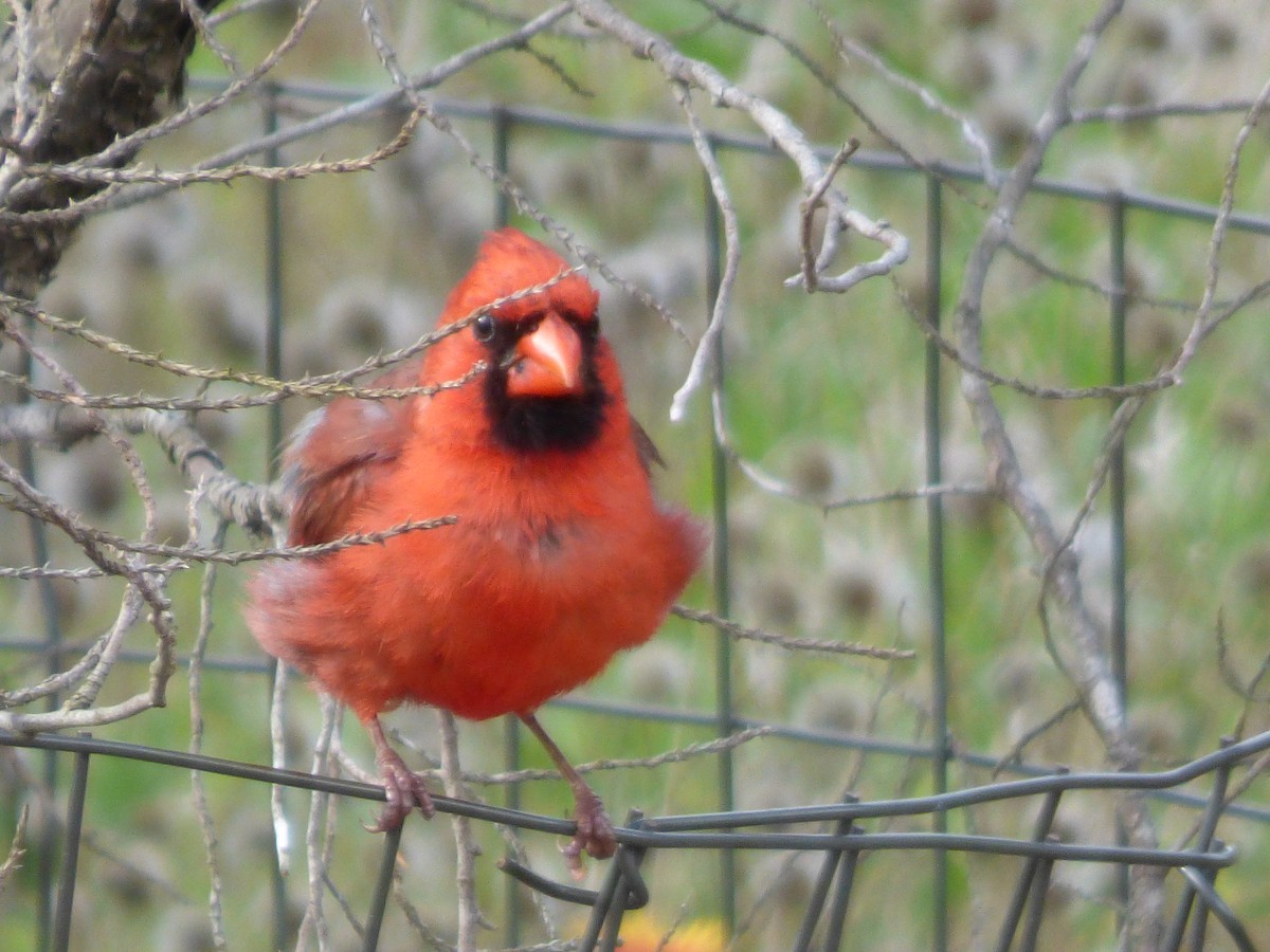 Cardinal rouge - ML621213971