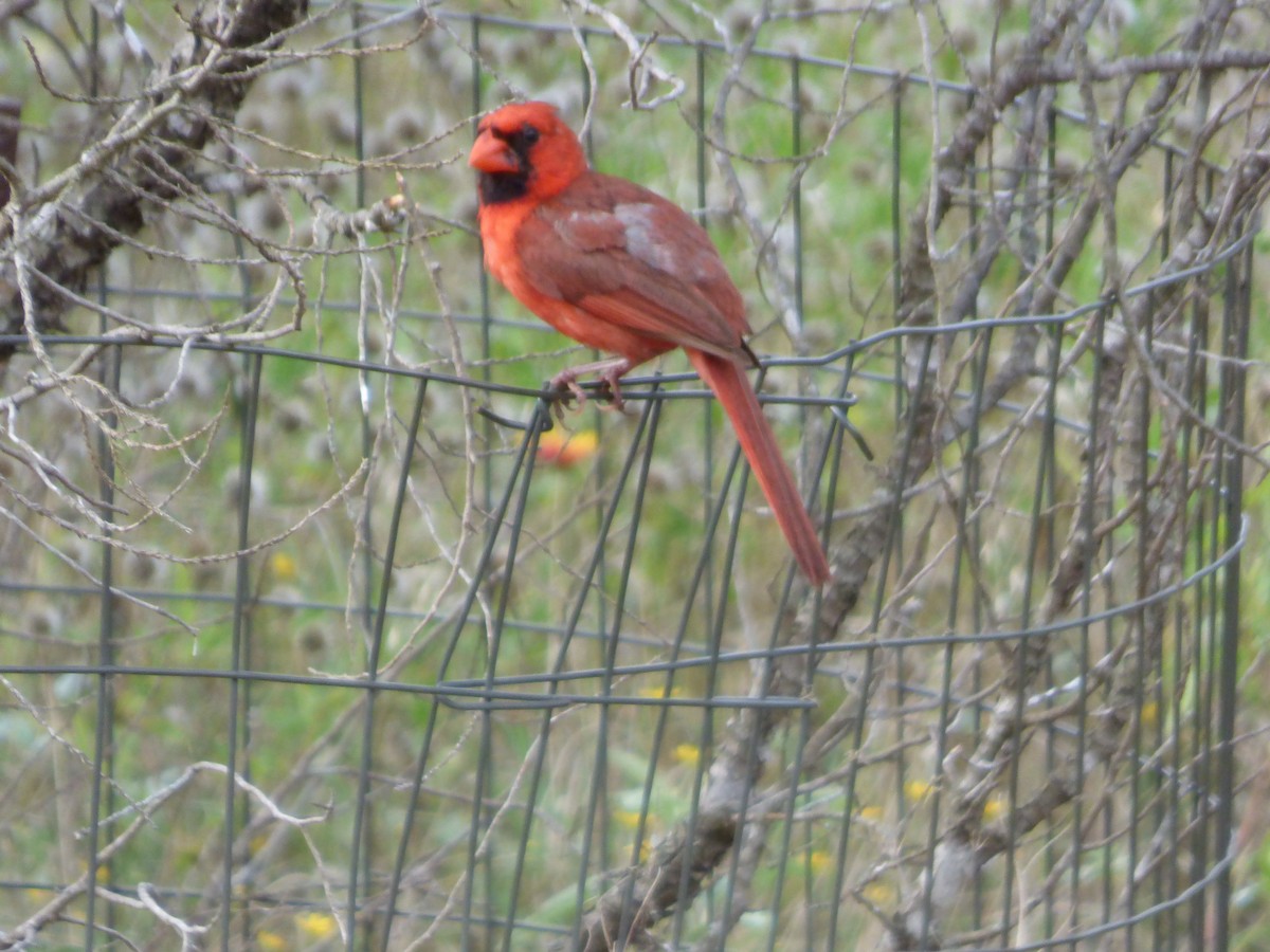 Cardinal rouge - ML621213972
