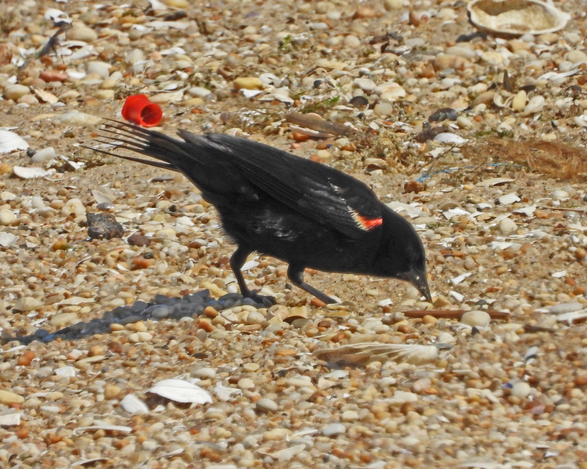 Red-winged Blackbird - ML621214010