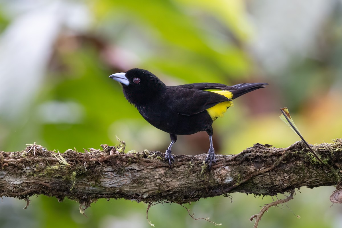 Flame-rumped Tanager - ML621214026