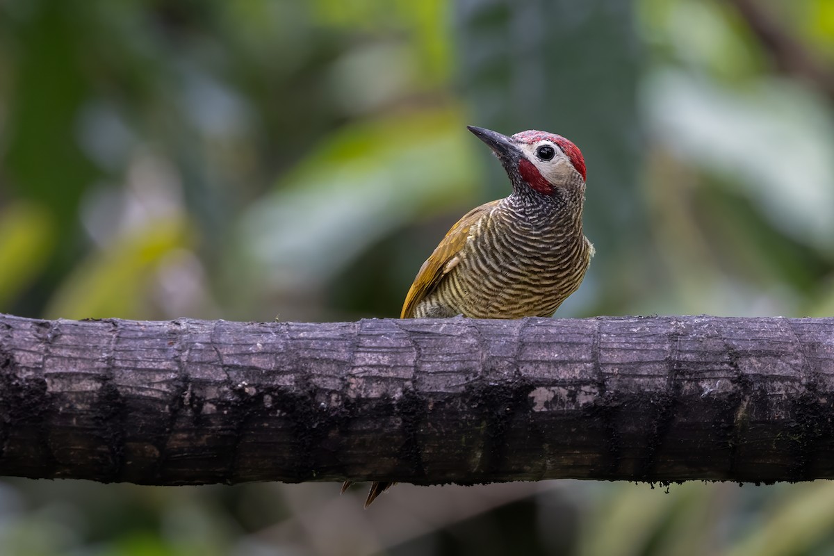 Golden-olive Woodpecker - ML621214036