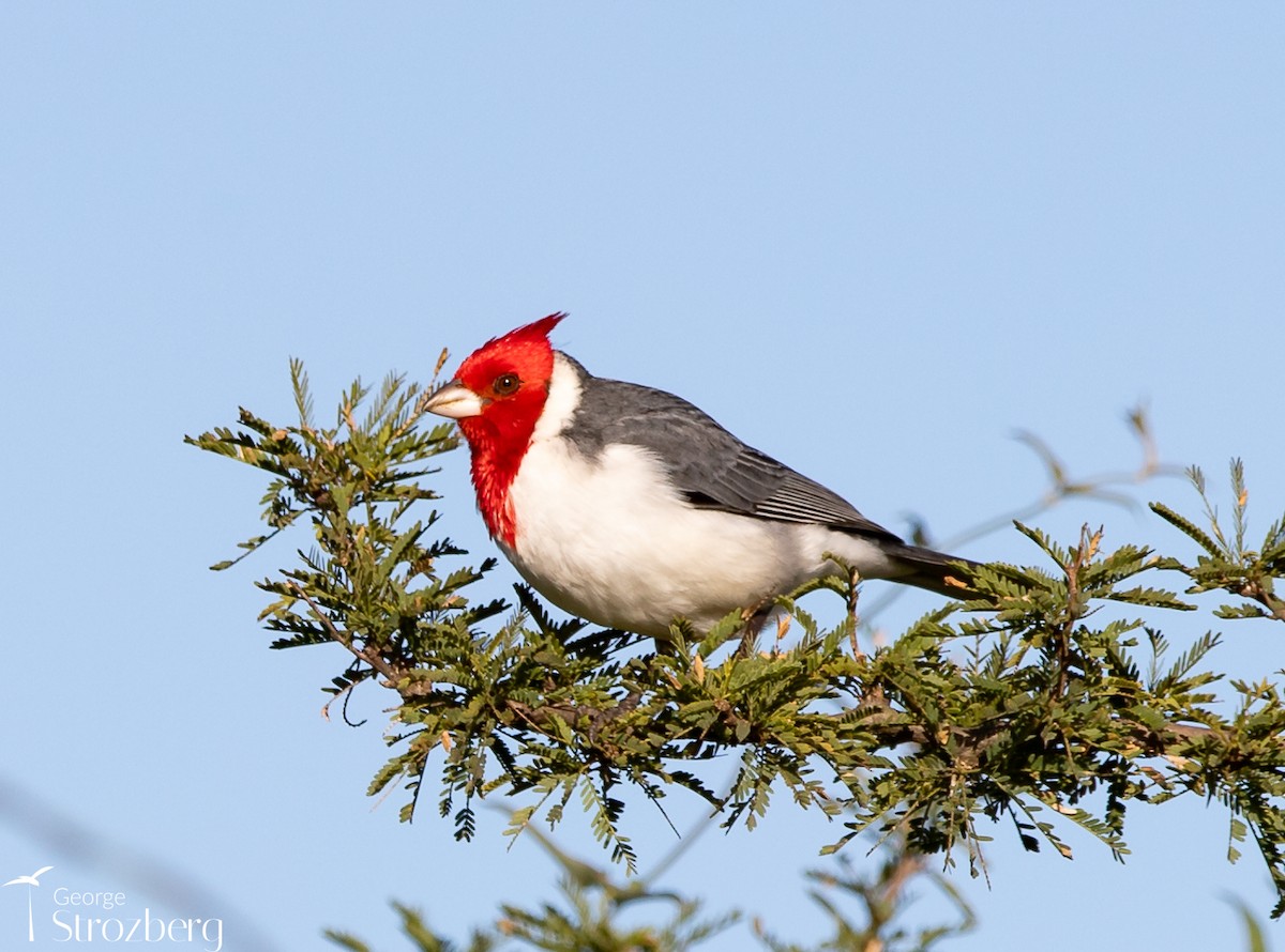 Red-crested Cardinal - ML621214041