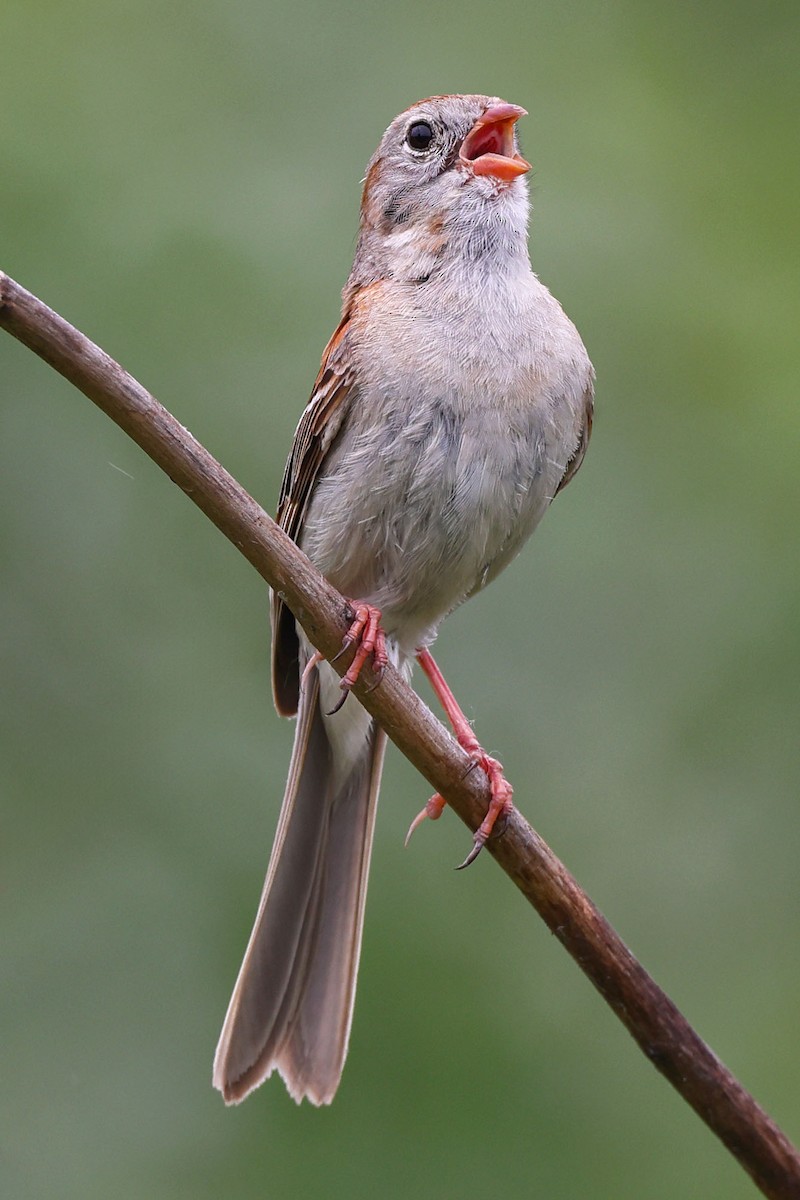 Field Sparrow - ML621214047