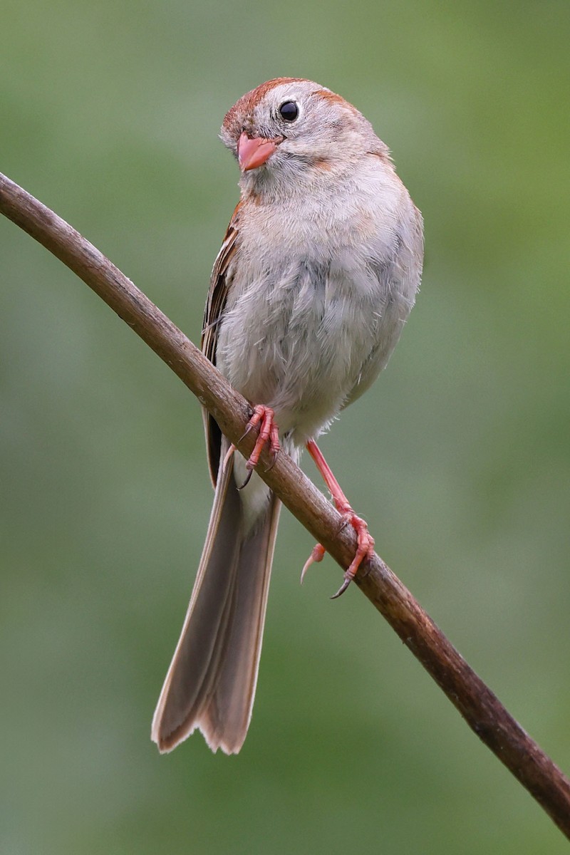 Field Sparrow - ML621214048