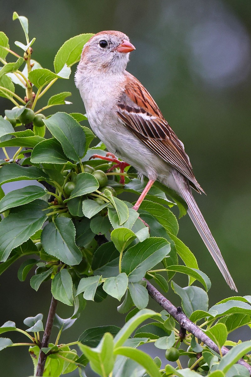 Field Sparrow - ML621214049