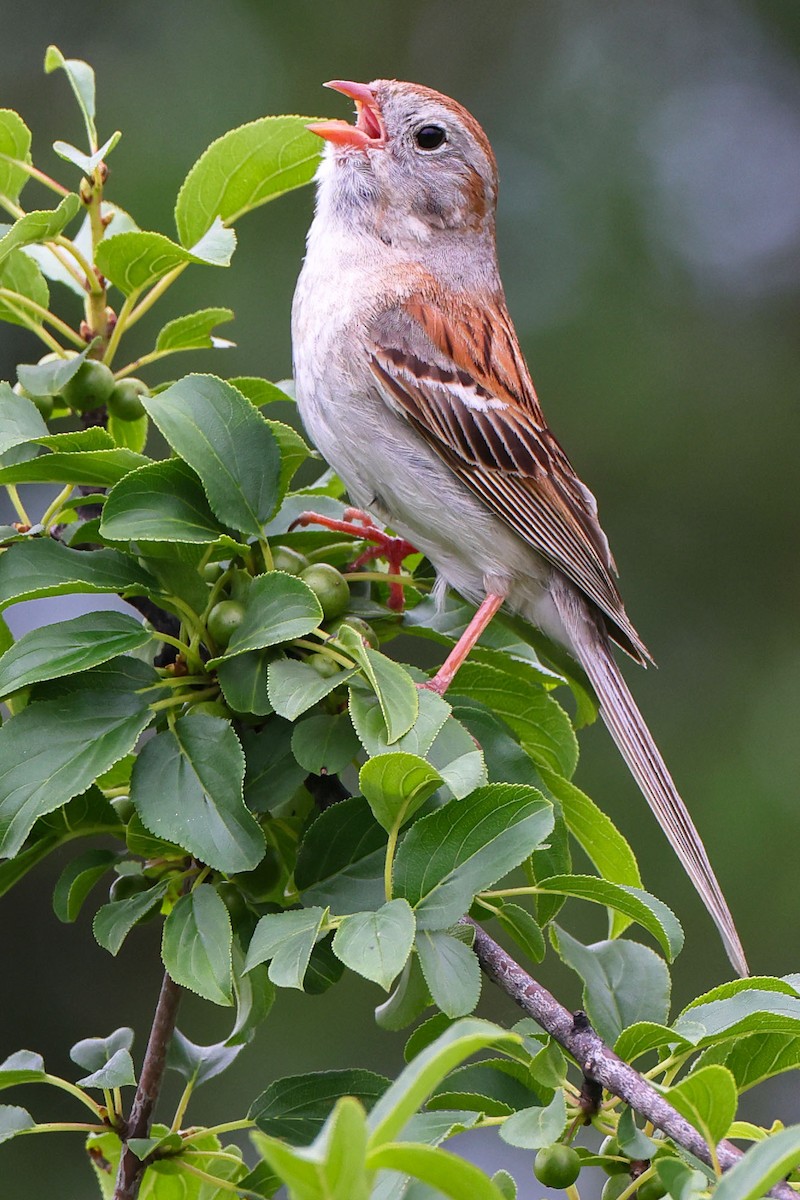 Field Sparrow - ML621214050