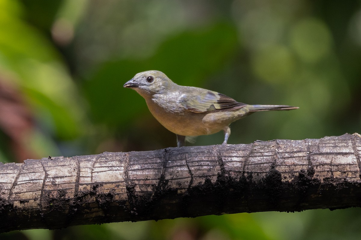 Palm Tanager - ML621214055