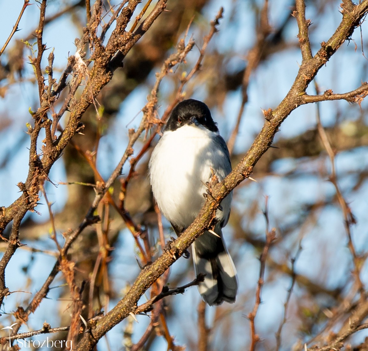 Black-capped Warbling Finch - ML621214071