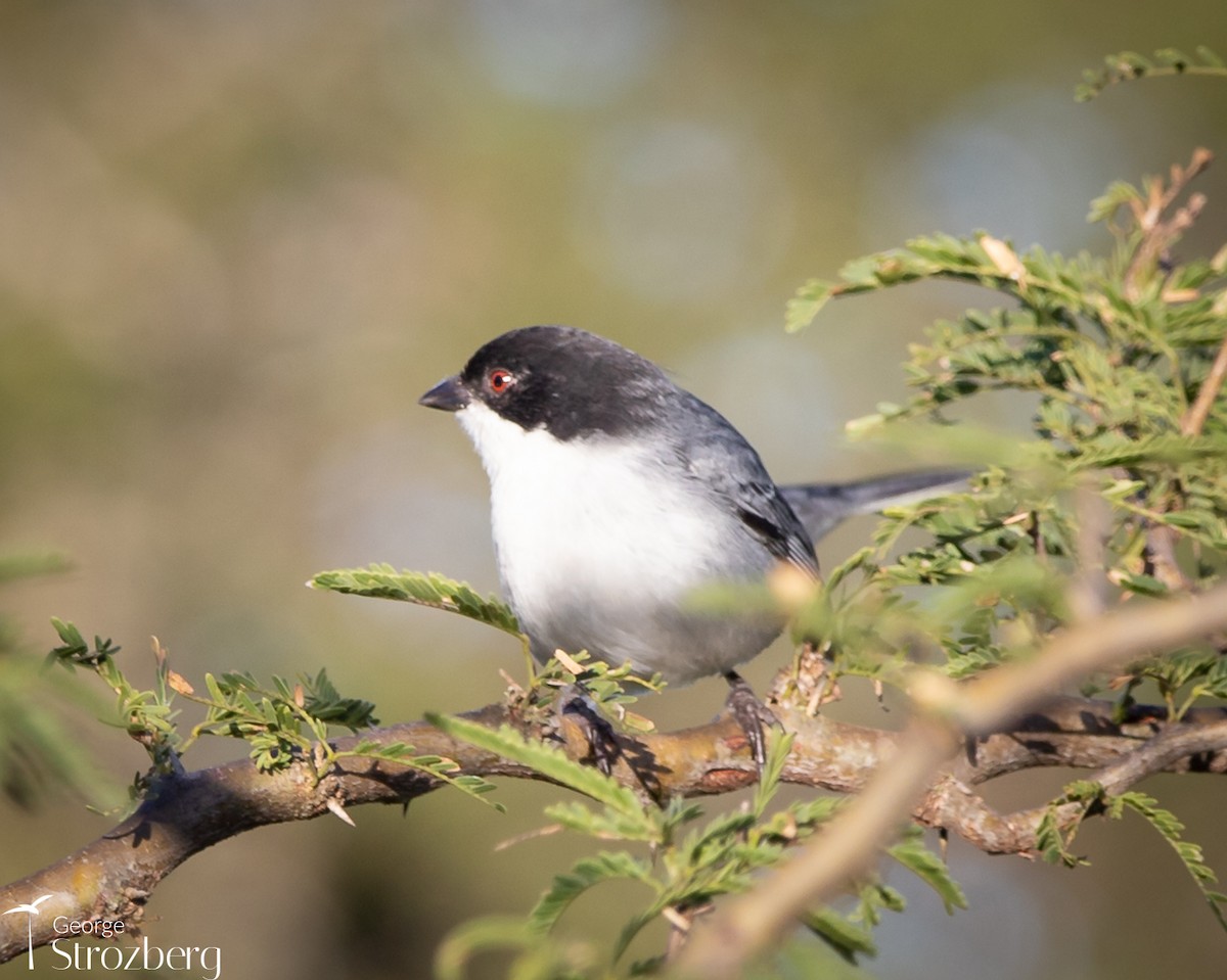 Black-capped Warbling Finch - ML621214072