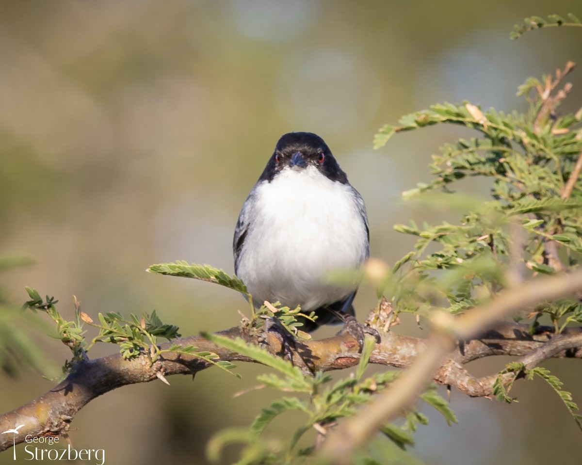 Black-capped Warbling Finch - ML621214073