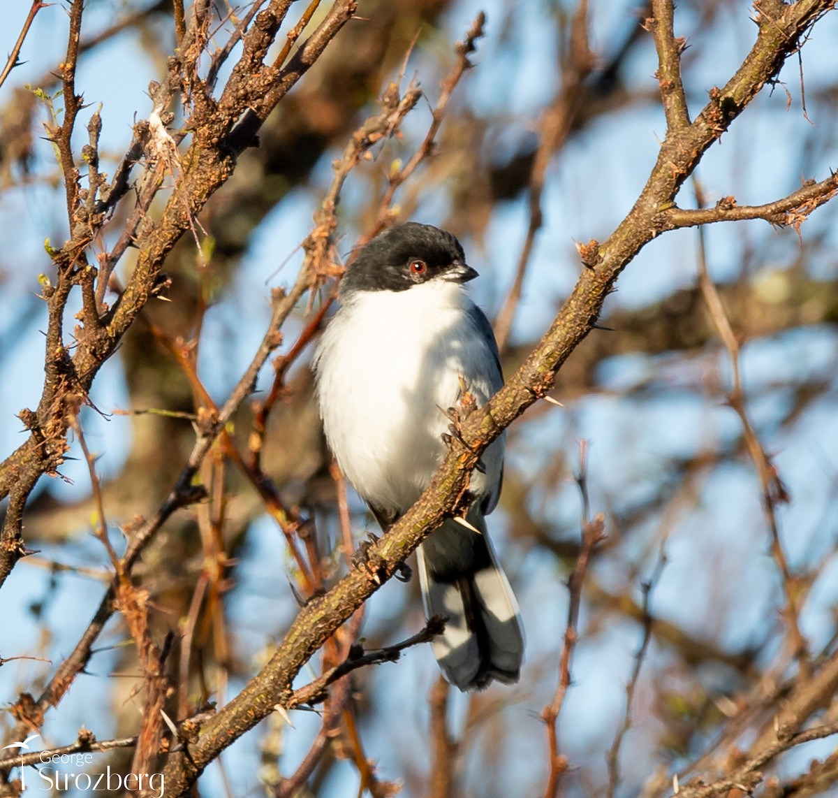 Black-capped Warbling Finch - ML621214074