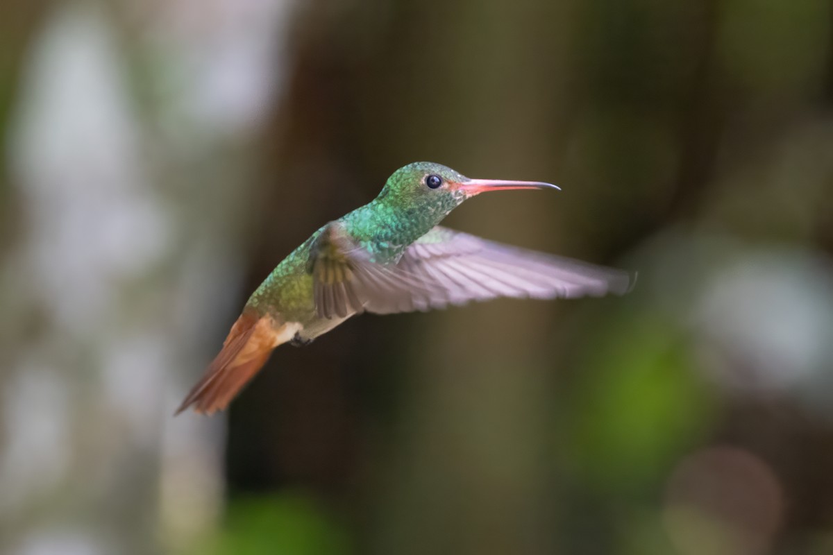 Rufous-tailed Hummingbird - ML621214075