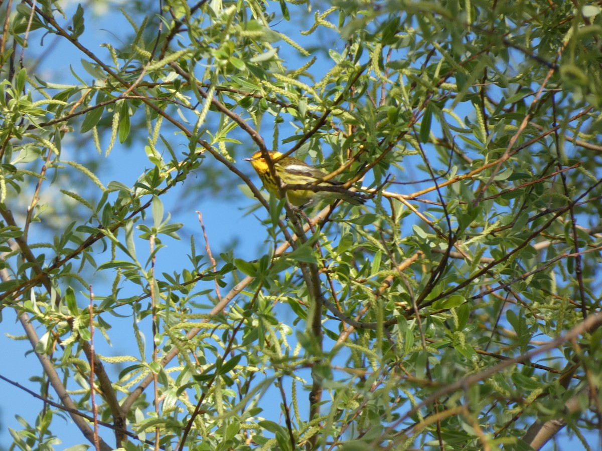 Cape May Warbler - ML621214096