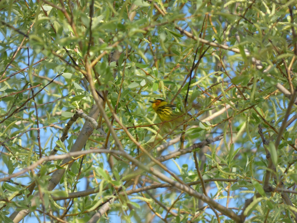 Cape May Warbler - ML621214099