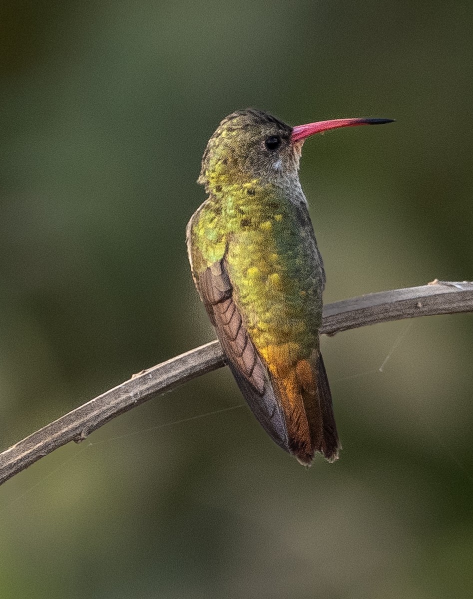 kolibřík zlacený - ML621214103