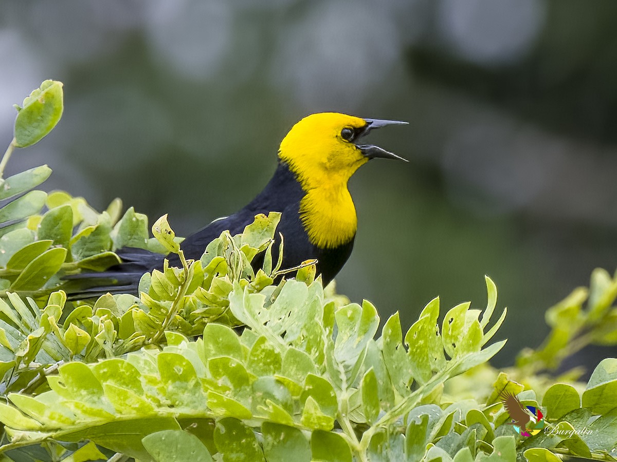 Yellow-hooded Blackbird - ML621214105