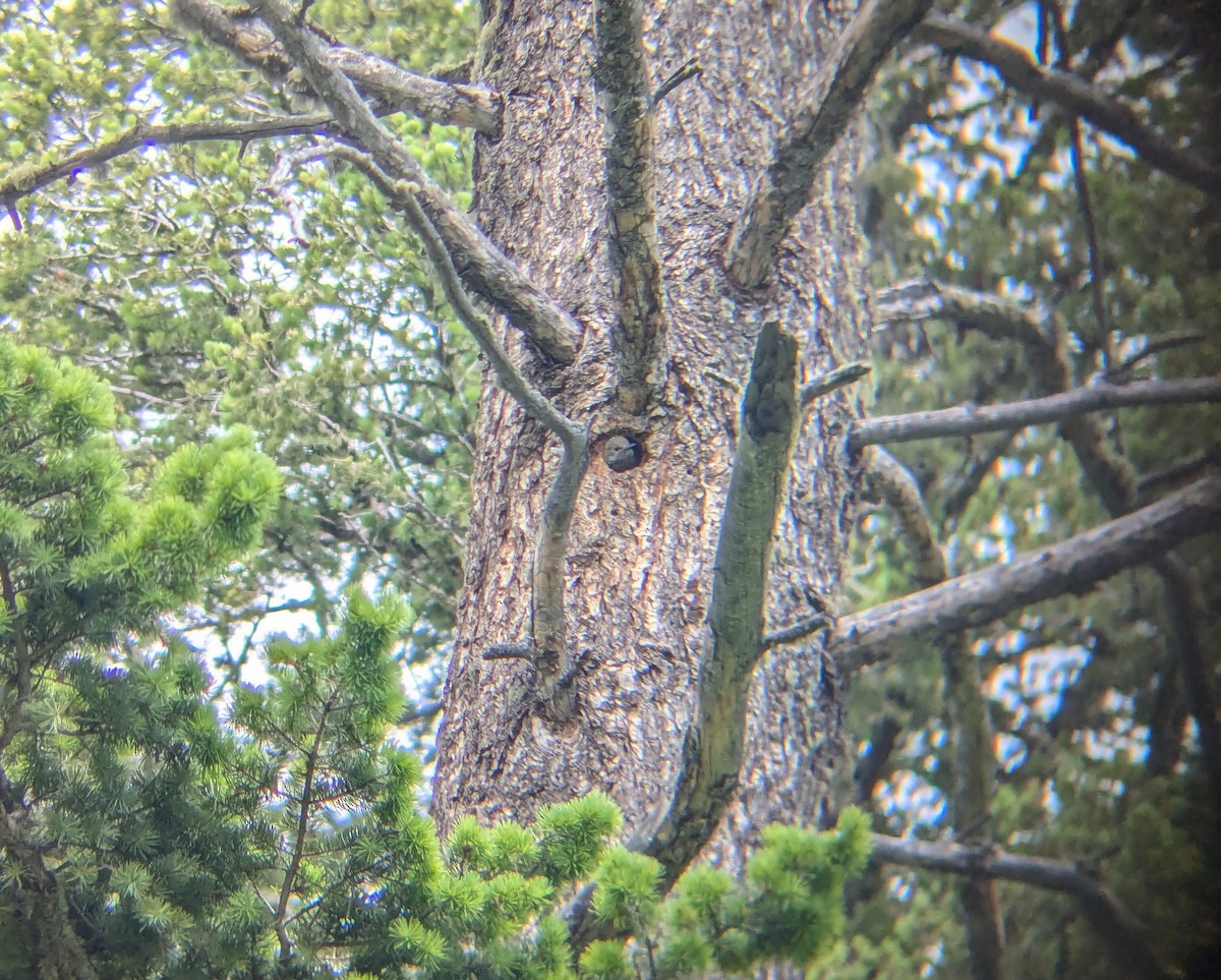 Williamson's Sapsucker - ML621214116