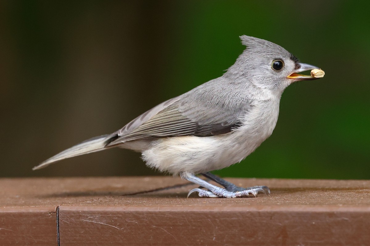 Tufted Titmouse - Claire Werner