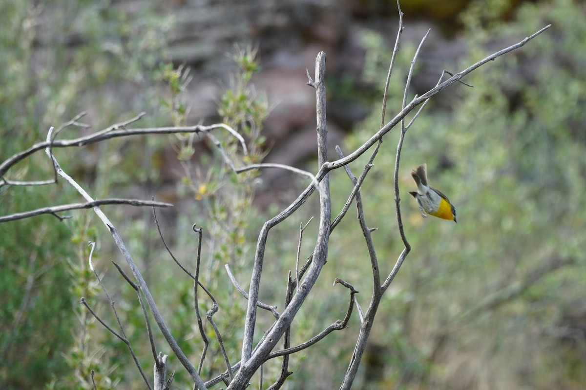 Yellow-breasted Chat - ML621214168