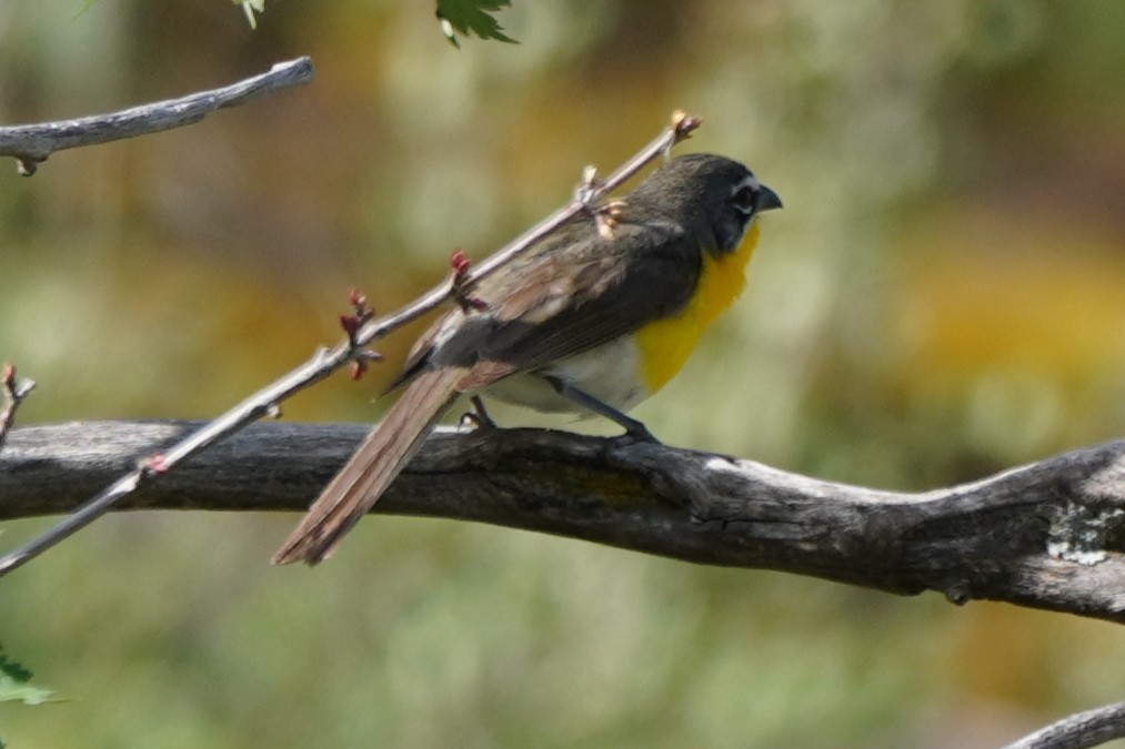 Yellow-breasted Chat - ML621214172