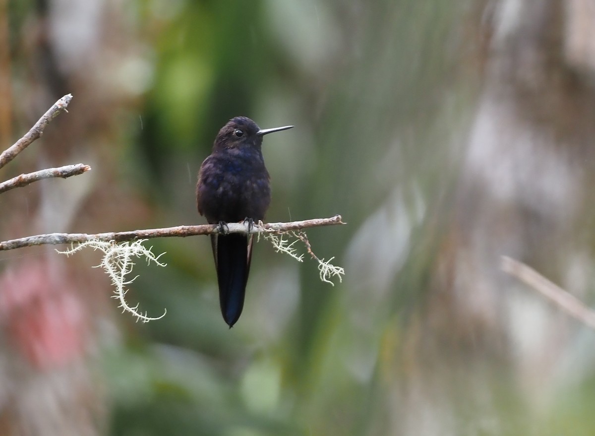 Colibrí Real - ML621214249