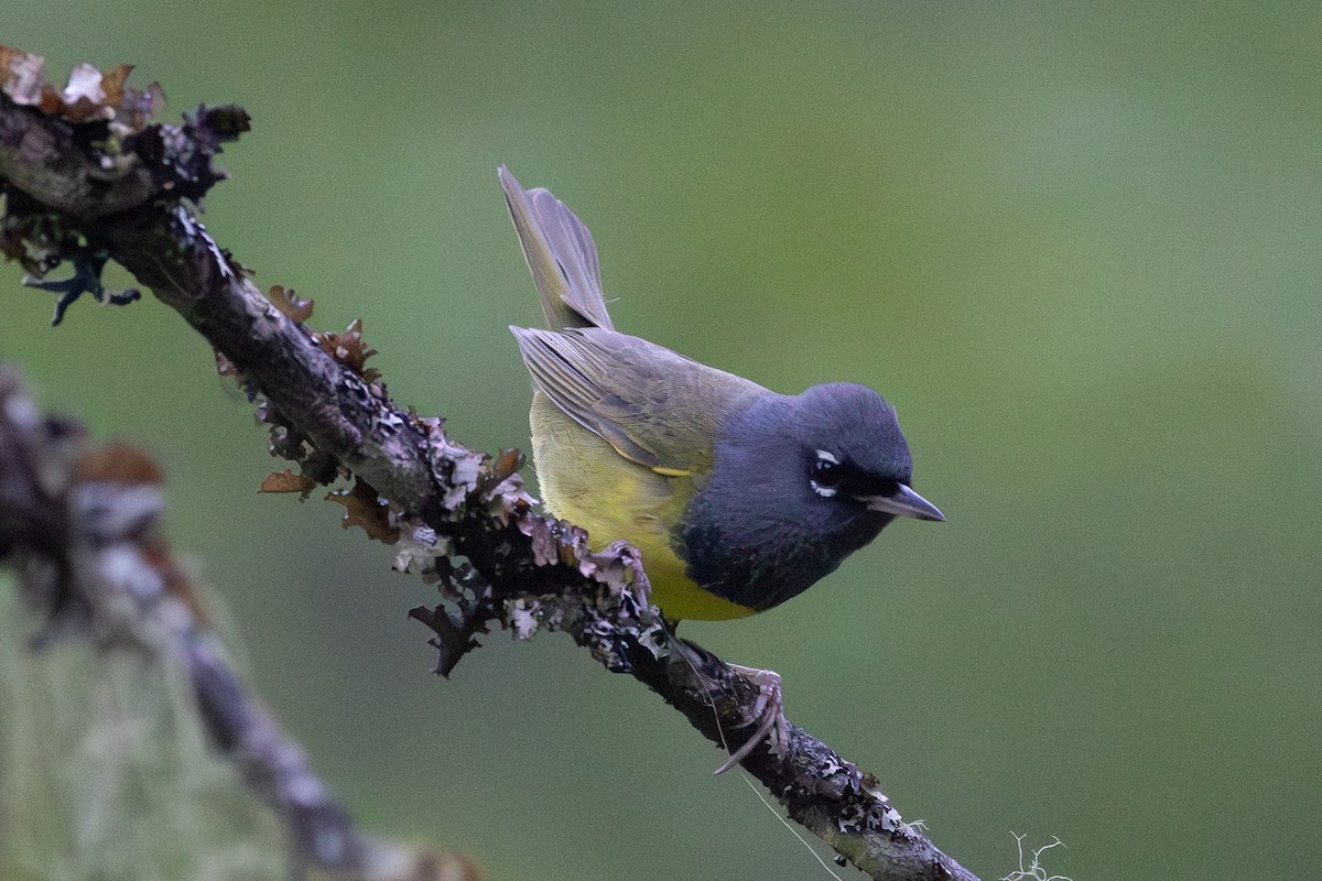 MacGillivray's Warbler - ML621214259