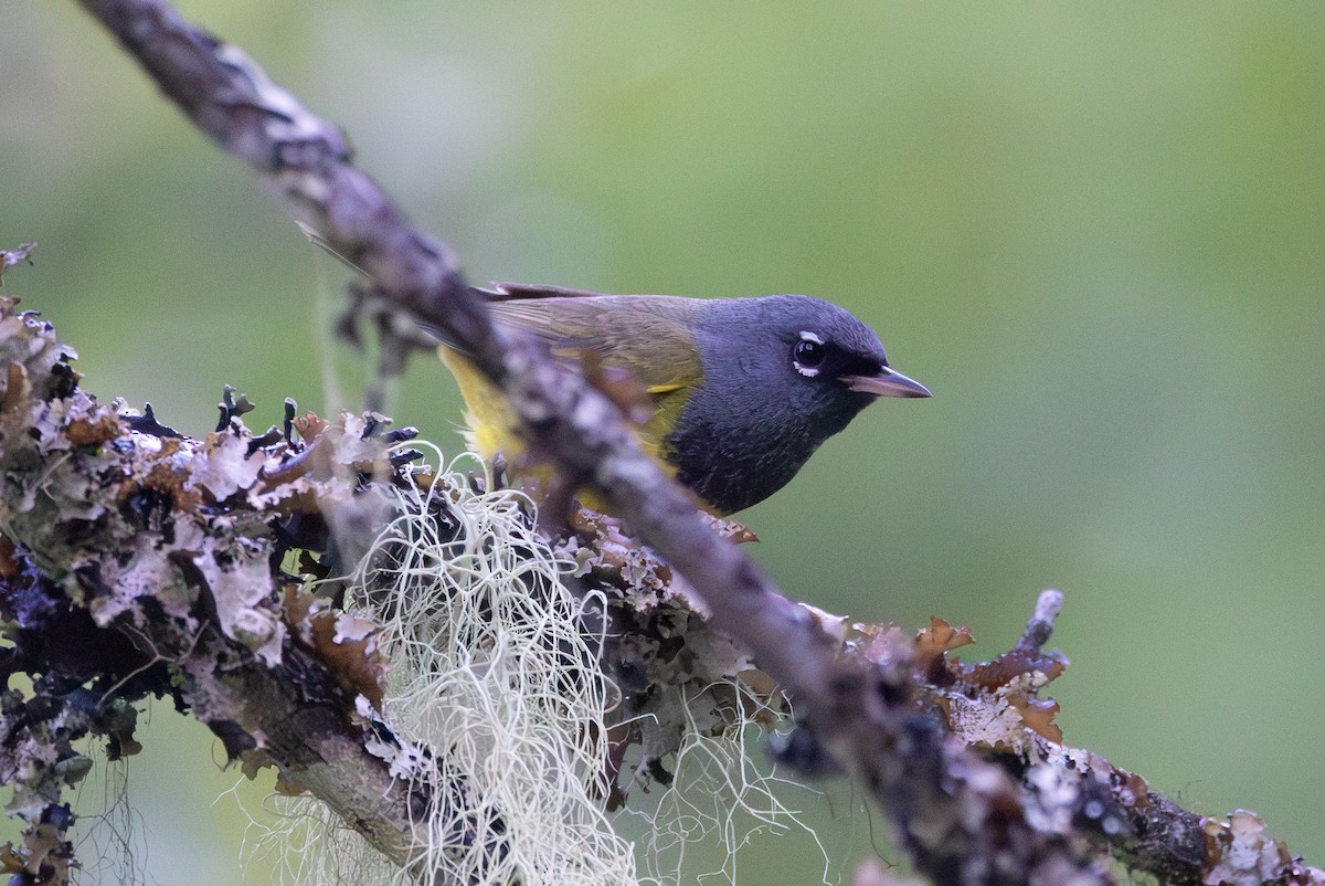 MacGillivray's Warbler - ML621214260