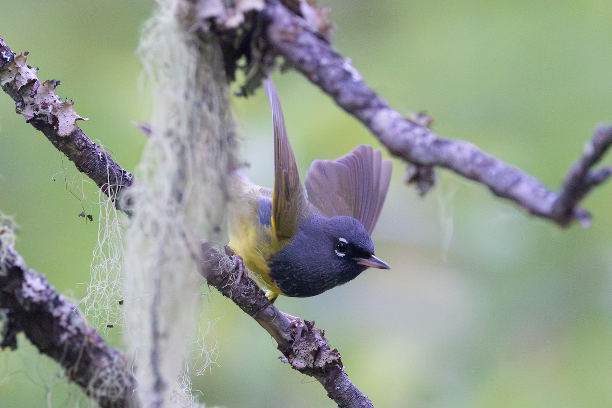 MacGillivray's Warbler - ML621214261