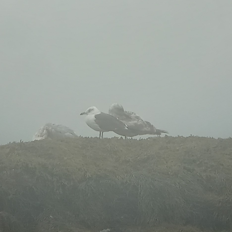 Gaviota Sombría - ML621214285