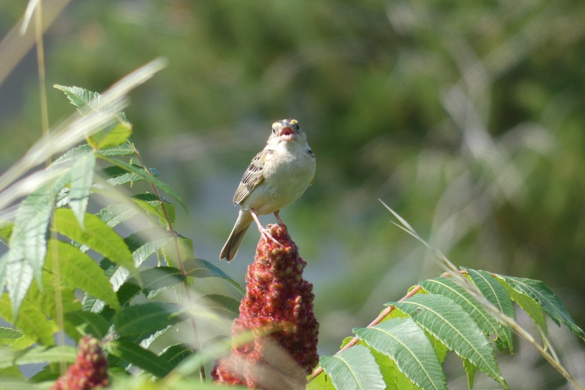 Grasshopper Sparrow - ML621214286