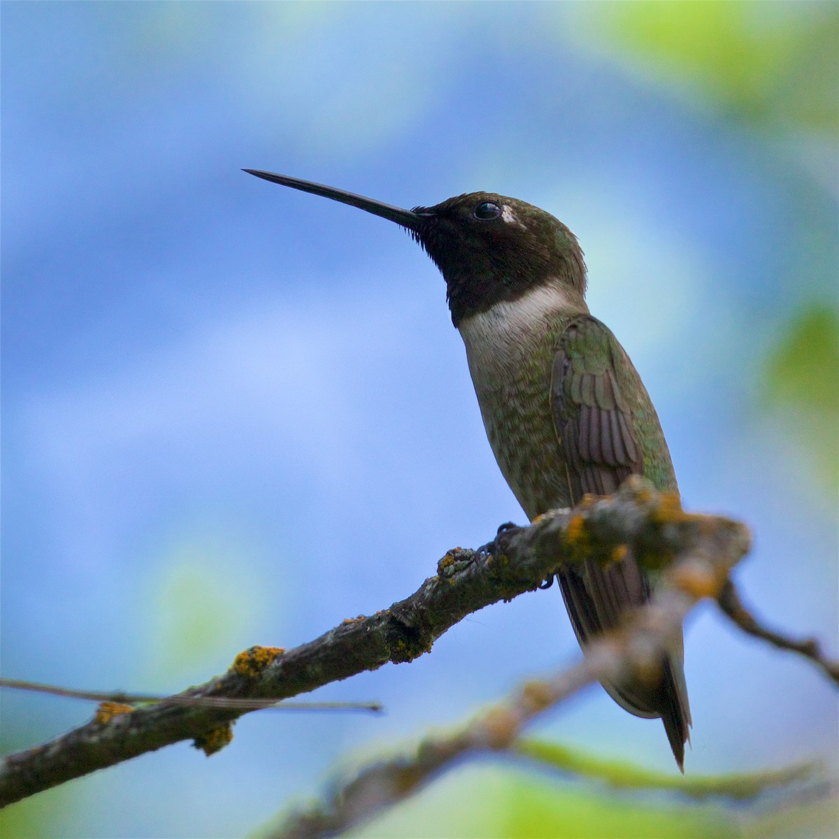 Black-chinned Hummingbird - ML621214362