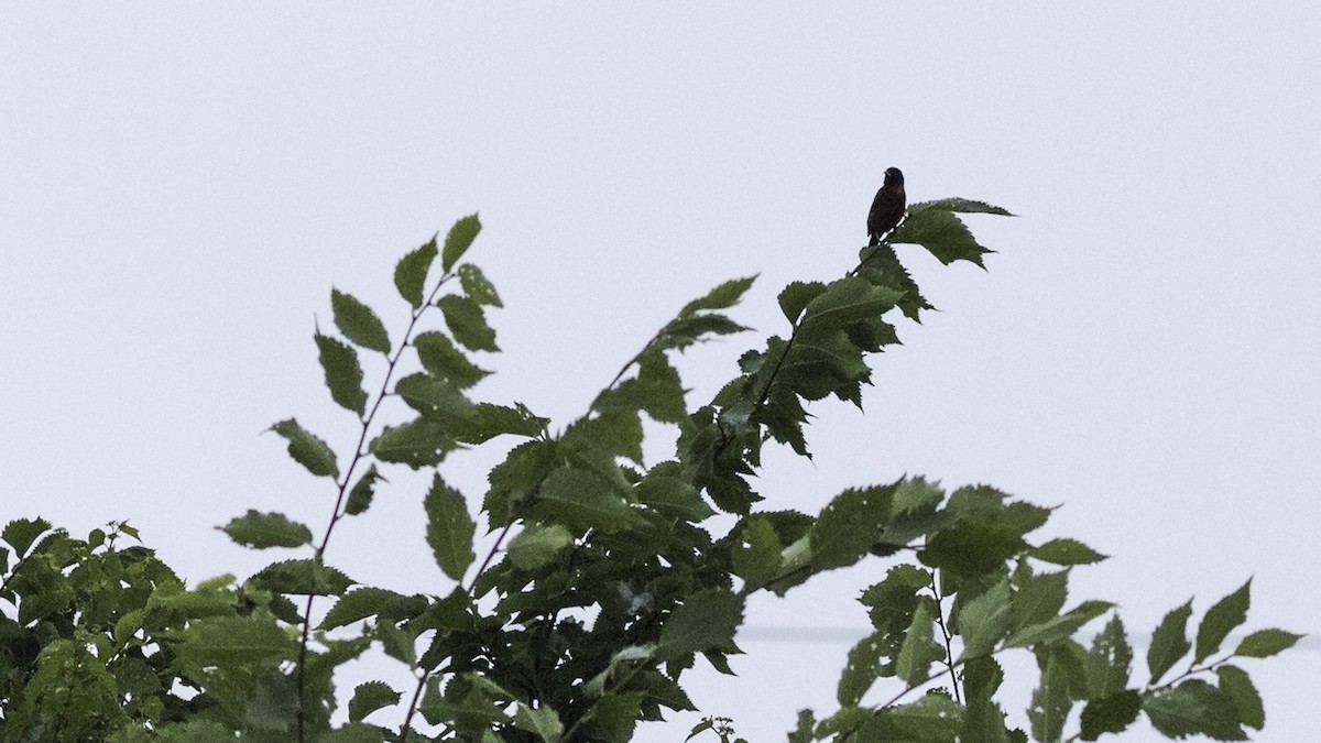 Orchard Oriole - ML621214369