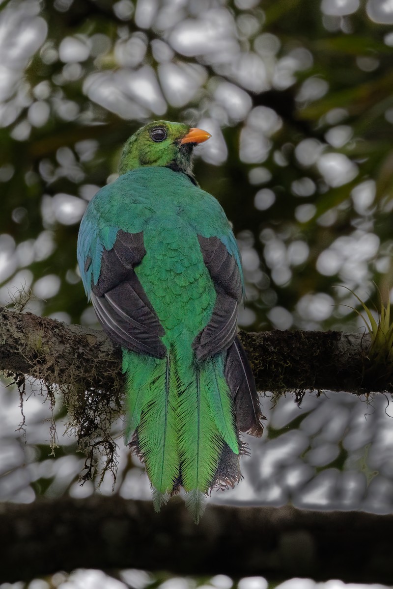 Golden-headed Quetzal - ML621214383