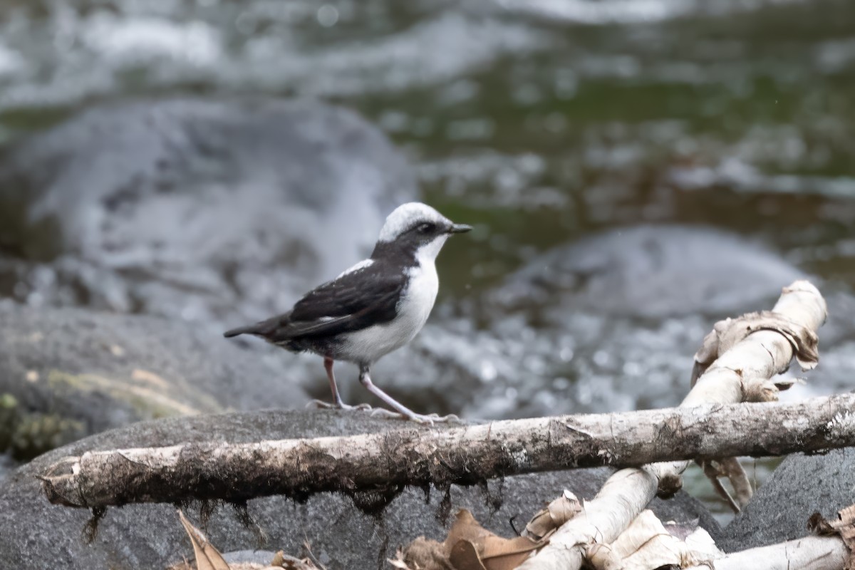 White-capped Dipper - ML621214388