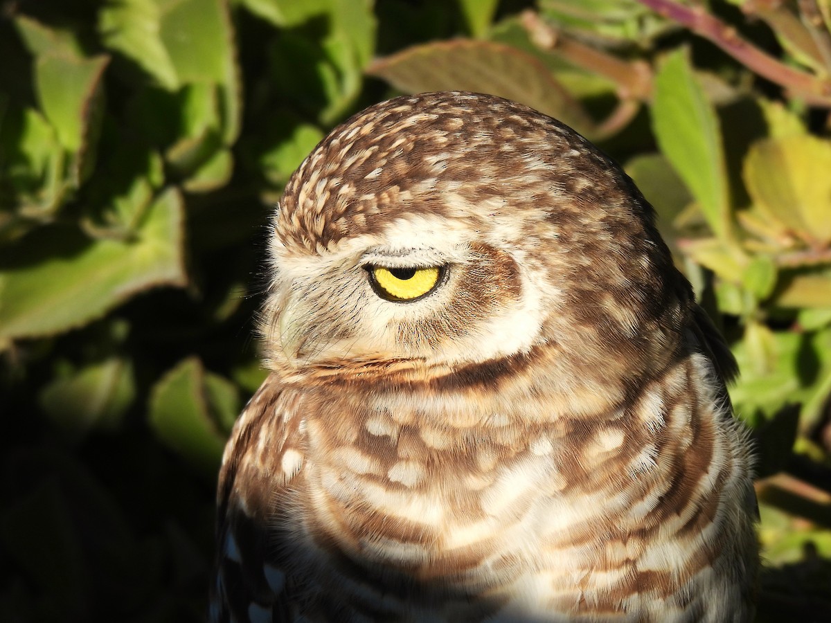 Burrowing Owl - ML621214433