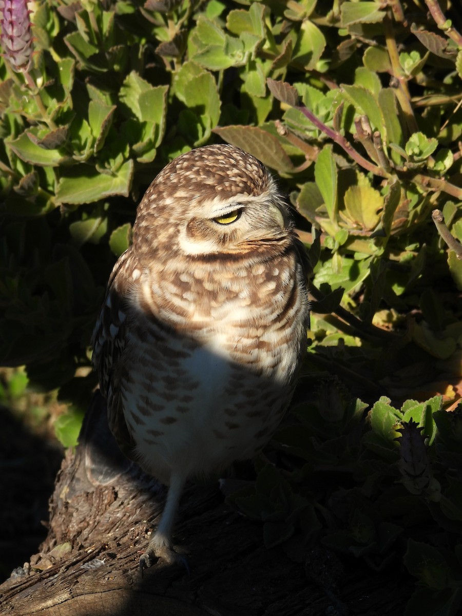 Burrowing Owl - ML621214434