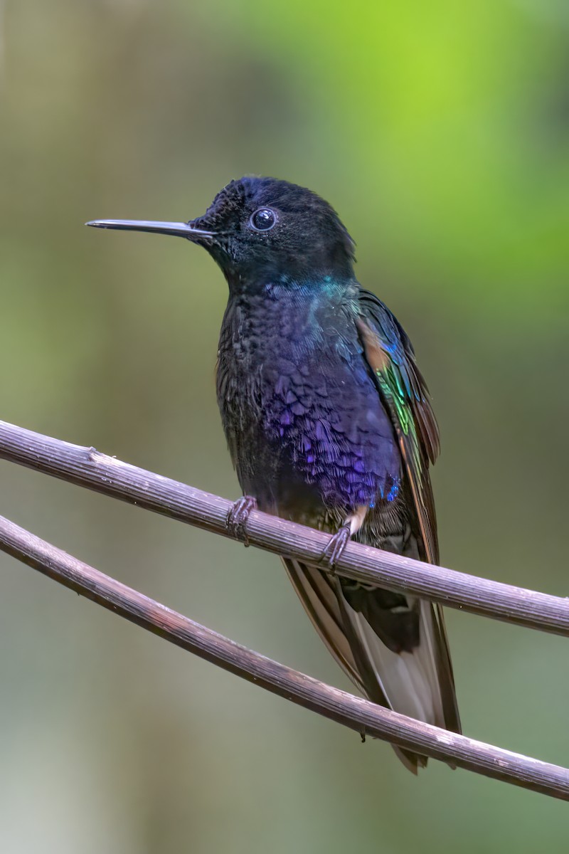 kolibřík hyacintový - ML621214454