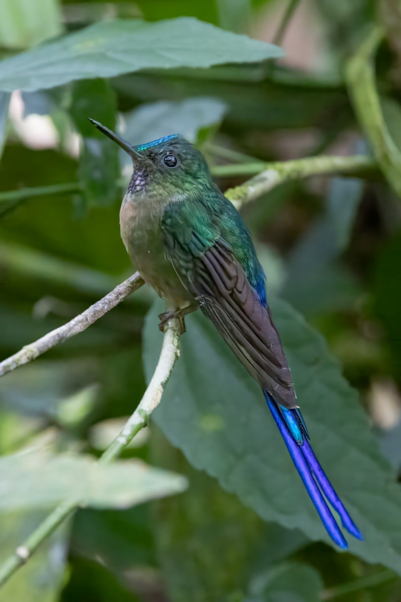 Violet-tailed Sylph - ML621214463
