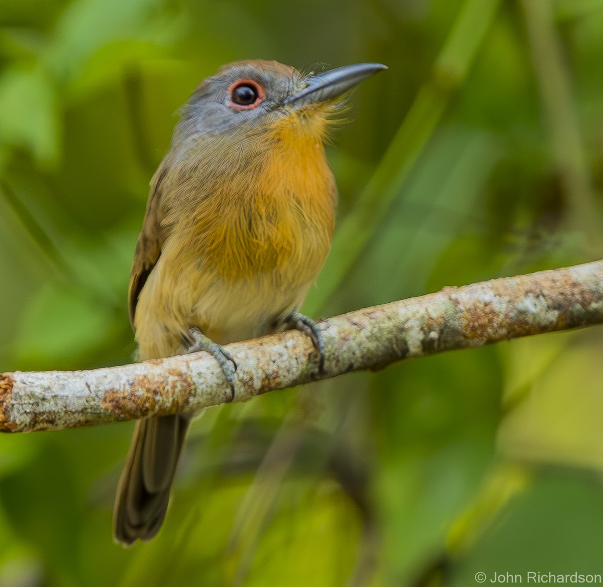 Gray-cheeked Nunlet - John Richardson