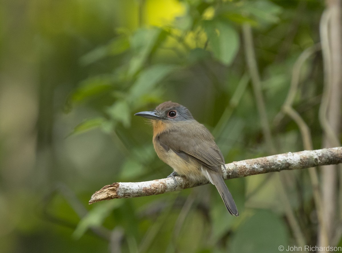 Gray-cheeked Nunlet - John Richardson