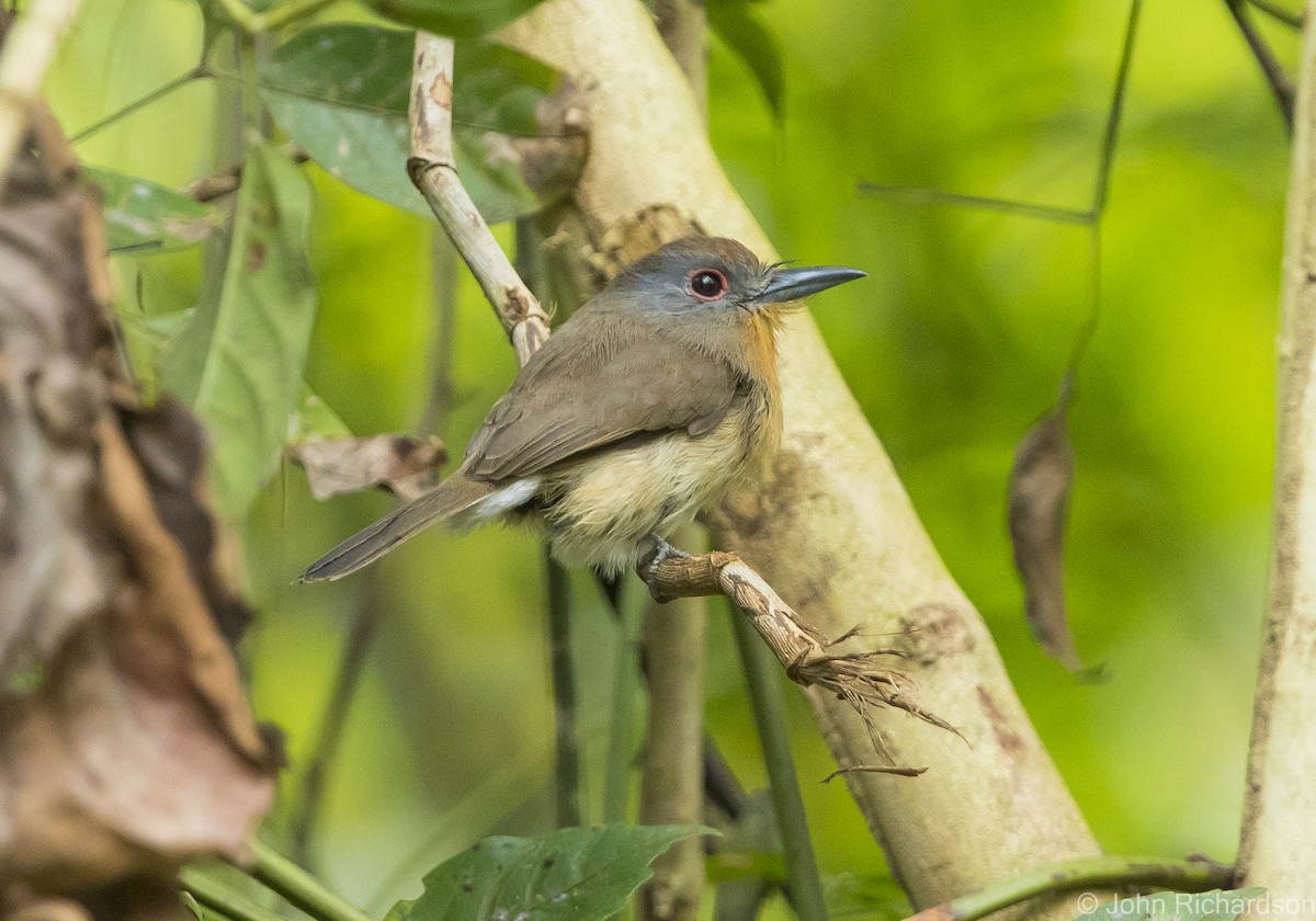 Gray-cheeked Nunlet - John Richardson