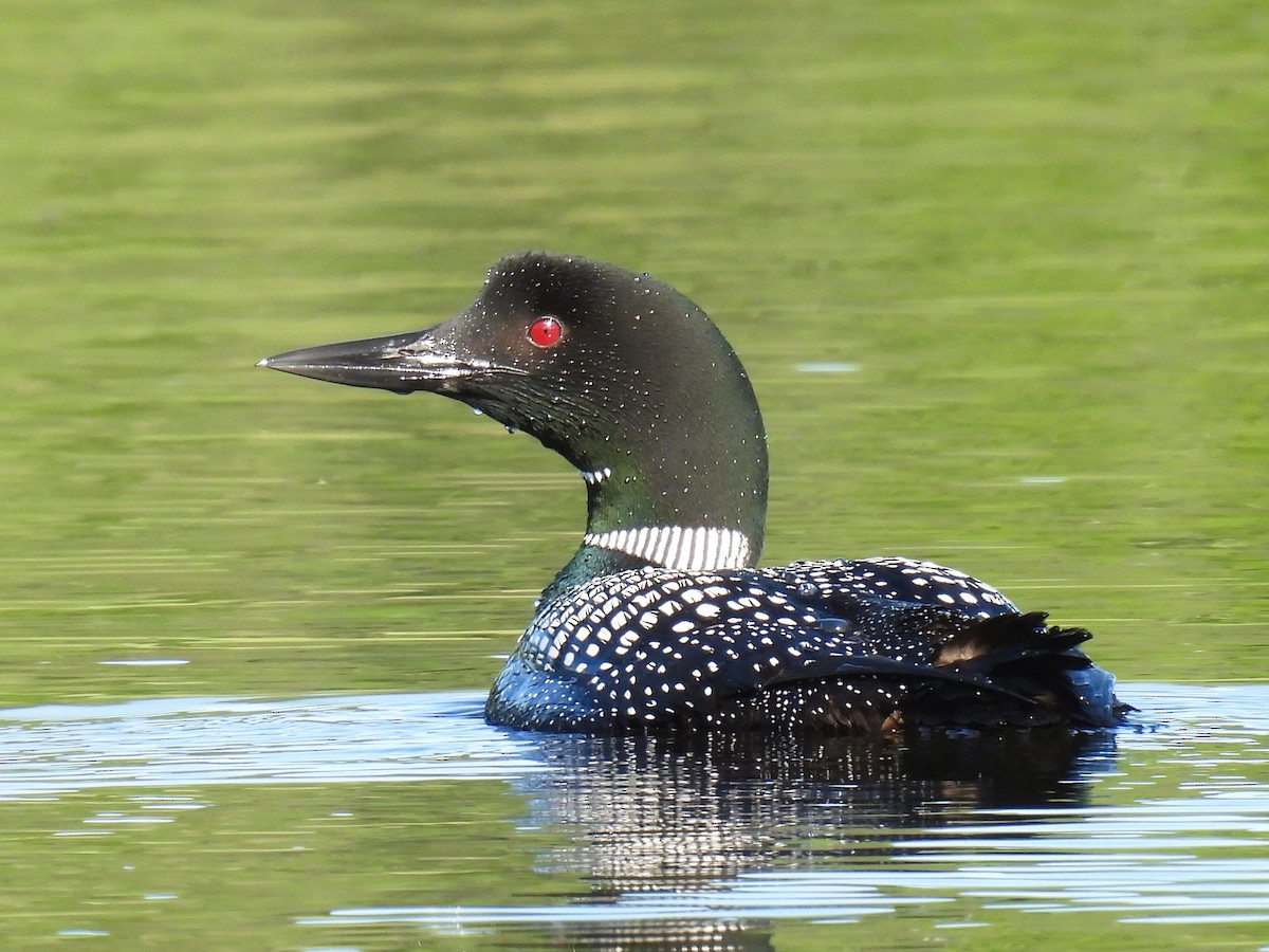 Common Loon - ML621214486