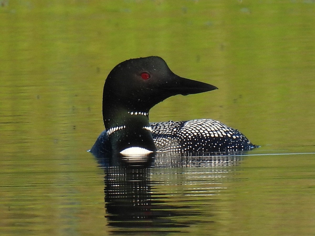 Common Loon - ML621214488