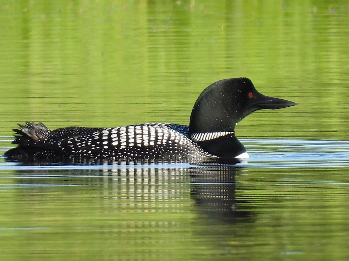 Common Loon - ML621214489