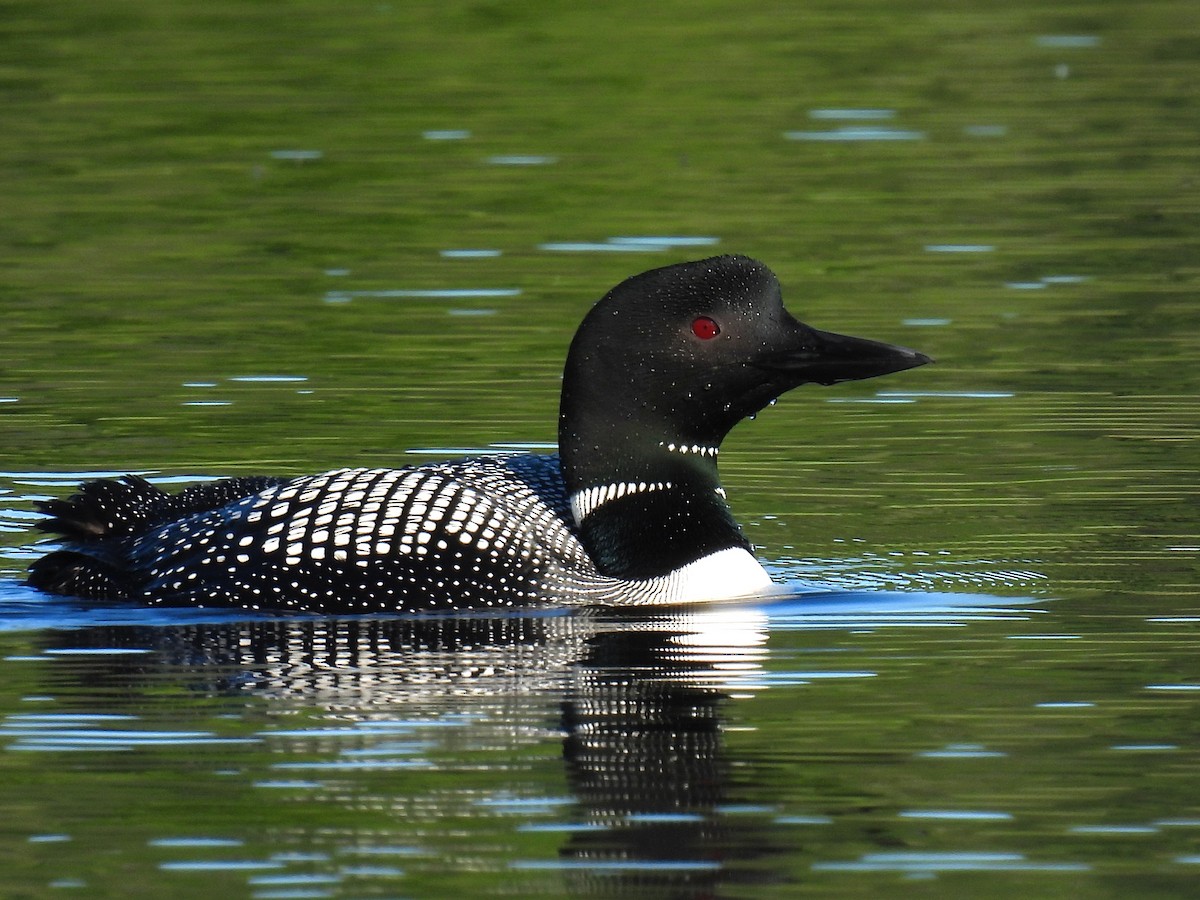 Common Loon - ML621214491