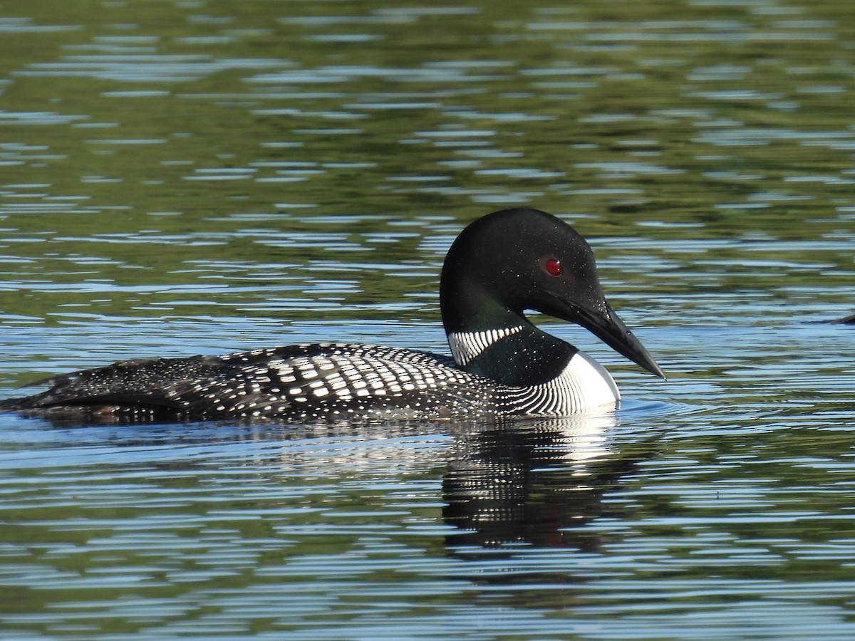 Common Loon - ML621214492